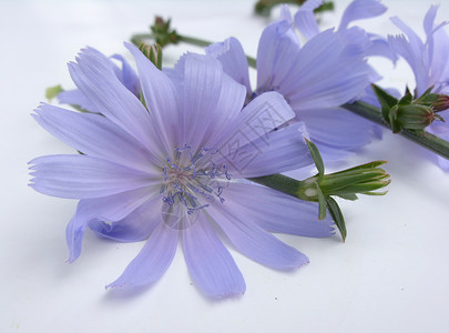 菊苣花粉总线荒野场地植物群草本植物救助野生动物集成蓝色背景图片