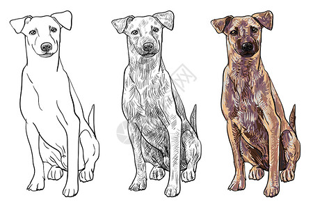 坐着棕色狗狗宠物插图男性流浪哺乳动物动物耳朵线条绘画犬类背景图片
