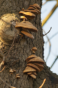 木柴中的真菌蘑菇真菌猪苓棕色生长森林多孔木头架子聚宝盆火种绿色背景图片