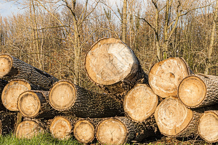 法兰兹秋天的狂风中森林里的树干被砍伐棕色原油木材收成材料橡木林业戒指产品树木背景