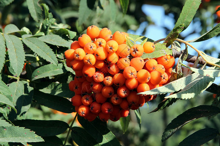 罗旺树浆果背景图片