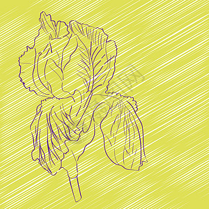 虹花草图婚礼邀请函艺术墙纸黄色紫色植物涂鸦绿色背景图片