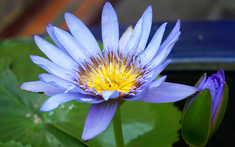 蓝莲花花黄色叶子植物学蓝色花瓣水池植物群公园花朵植物背景图片