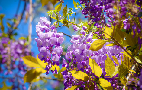 妇女委员会植物群紫丁香紫色背景图片