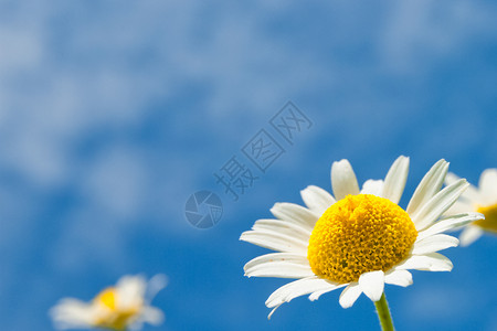甘菊草本植物雏菊背景图片