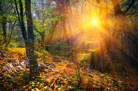 秋天的木头深木地区阳光森林木头背景
