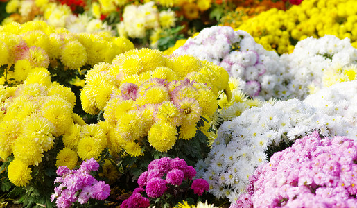 菊花花瓣白色花园黄色植物背景图片