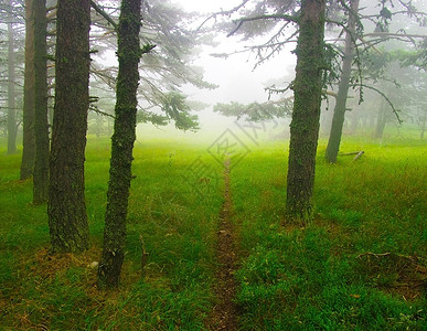 森林路径小径针叶林阳光照射地区小路薄雾草地阳光背景图片