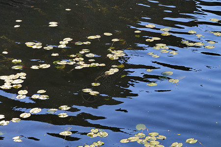 地表水池塘植物群反射树叶风光草药植物镜面海浪墙纸背景图片