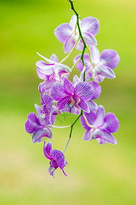 紫色彩旗兰花花宏观生活热带精神紫色花瓣脆弱性植物叶子念日背景