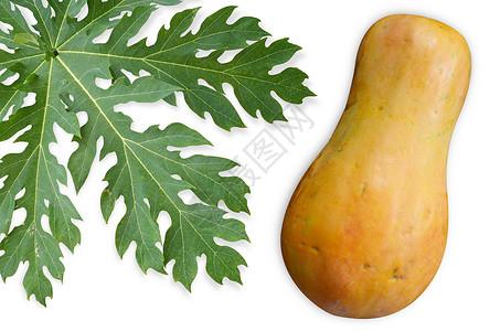成熟木瓜与木瓜叶背景图片