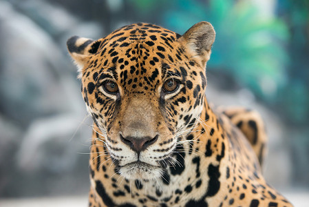 美洲豹豹豹属濒危黄色动物危险食肉哺乳动物动物园毛皮棕色背景图片