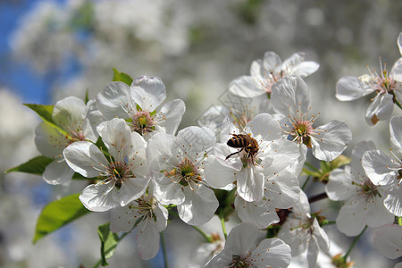 蜜蜂在开花樱桃的花朵上背景图片