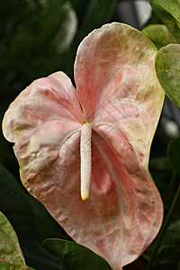 火花热带植物学粉色情调火烈鸟花园植物异国蜡质绿色背景图片