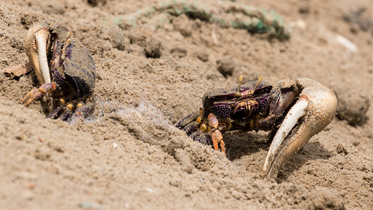 沙沙中的小盘螃蟹高清图片
