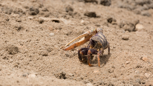 沙沙中的小菜蟹螃蟹海洋陆地潮蟹高清图片