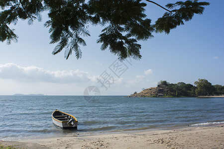 海滩的树马拉维湖支撑海湾海滩植物背景