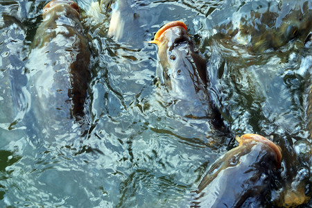层形雕刻池塘渔业鱼池人群鲤鱼高清图片
