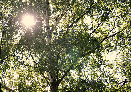 太阳在树的后面射线背景图片