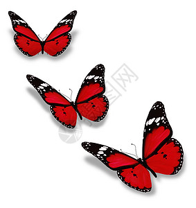 三只红蝴蝶 孤立在白色上高清图片