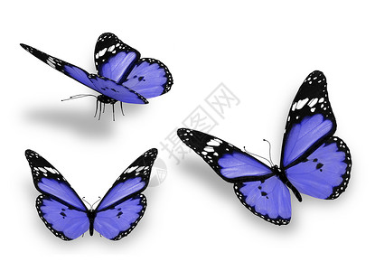 三只蓝色的蝴蝶 孤立在白色上高清图片