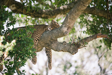 豹子素材大规模移徙期间在肯尼亚的豹子动物背景