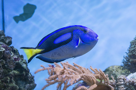 蓝鱼热带医生异国蓝色游泳野生动物紫色粉末潜水宠物高清图片