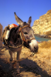 驴子历史图形化扫描动物岩石屁股海滩笨蛋旅行老照片背景图片