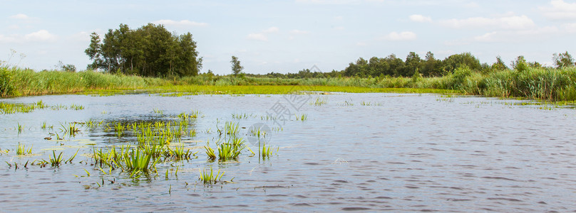圩田国家公园Weerribben沼泽的典型景象风景场地荷花农村全景自由美丽芦苇活力晴天背景