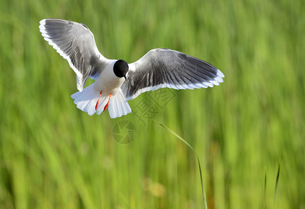 黑头鸥黑头海鸥配种账单野生动物荒野羽毛自由鸟类支撑动物伴侣背景