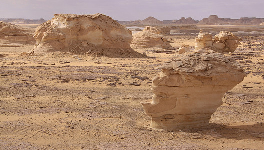 埃及白沙漠手掌绿洲棕榈沙漠植被背景图片