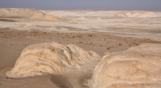 埃及白沙漠植被绿洲棕榈沙漠手掌背景图片