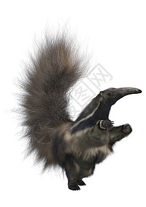 巨型Anteater针鼹穿山甲哺乳动物鼻子毛皮手表白色食蚁兽头发舌头背景图片