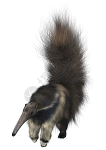 巨型Anteater动物群毛皮针鼹土豚野生动物穿山甲鼻子食蚁兽舌头动物背景图片