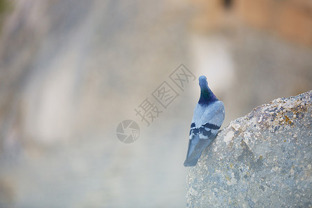 鸽子动物日光高度荒野水平石头蓝色岩石背景图片