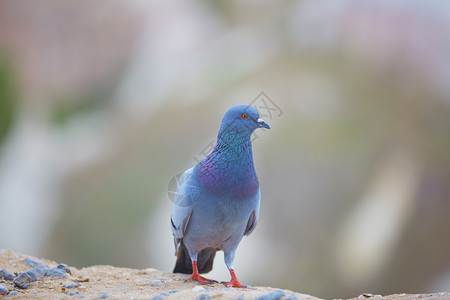 鸽子水平蓝色日光动物荒野高度岩石石头背景图片