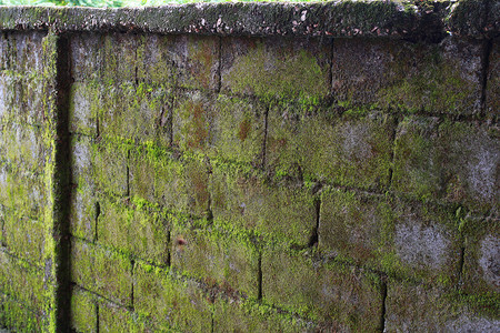 绿墙藻类植物植被维管栅栏绿化高清图片