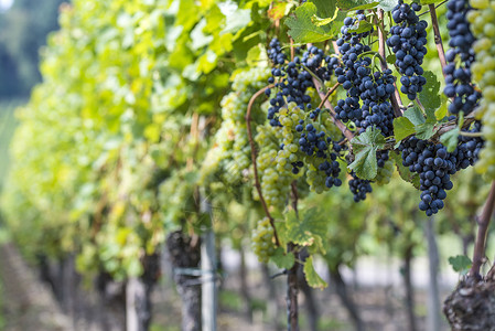 走行文案葡萄园里的红白葡萄收成国家水果葡萄园文案食物健康酒厂白色农业背景
