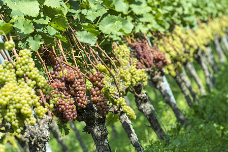 走行文案葡萄园中的白葡萄水果健康收成酒厂国家食物藤蔓文案营养农业背景