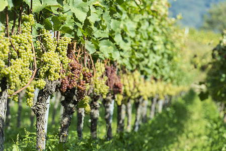 走行文案葡萄园中的白葡萄营养酒厂水果健康收成国家文案食物白色藤蔓背景