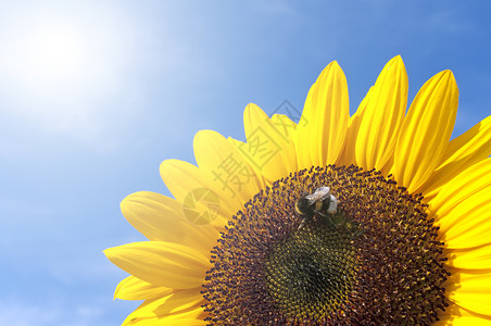 与蜜蜂向向日葵阳光蜂蜜蓝色植物宏观工人花瓣草地天空昆虫背景图片