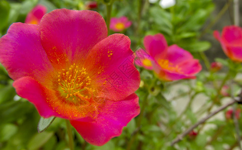 粉红色花朵与黄色花粉结合背景图片