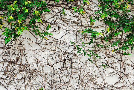 常春藤叶和墙壁底根爬行者绿色植物生活植物学绿色藤蔓植物生长白色登山者背景图片