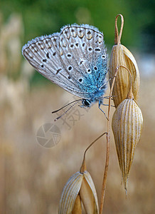 灰蝶科蝴蝶在成熟的燕麦上蓝色背景