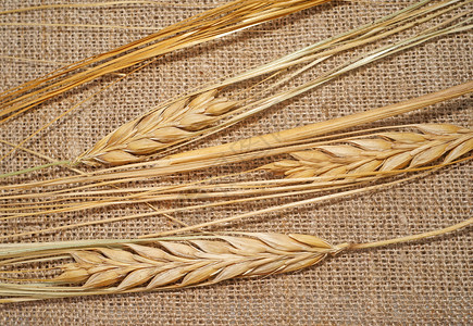 打麻糍3个熟熟的小麦小麦口袋在打麻农民农场稻草麻布黄麻帆布乡村解雇粮食生长背景