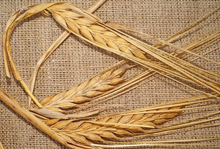 打麻糍3个熟熟的小麦小麦口袋在打麻解雇植物麻布乡村农场耳朵生长收成织物粮食背景