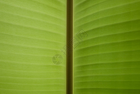 香蕉叶纹理墙纸绿色背景图片