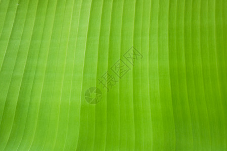 香蕉叶纹理绿色墙纸背景图片
