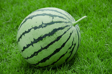 西瓜条皮水果条纹圆形红肉绿色地面长方形背景图片