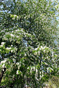 鸟的大树枝叶子衬套阳光果园季节环境森林生活植物学植物背景图片